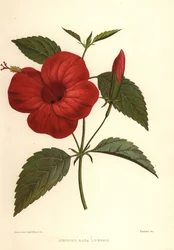 Chinarose oder Chinesischer Hibiskus, Hibiscus rosa-sinensis